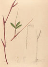 Iconographie des orchidées du Brésil Pl.39