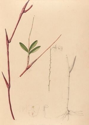 Iconographie des orchidées du Brésil Pl.39