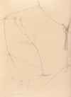 Iconographie des orchidées du Brésil Pl.41