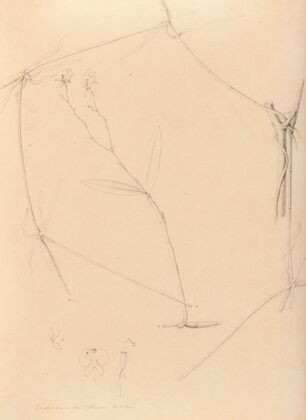 Iconographie des orchidées du Brésil Pl.41