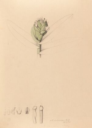 Iconographie des orchidées du Brésil Pl.42