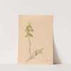 Iconographie des orchidées du Brésil Pl.43 by João Barbosa Rodrigues