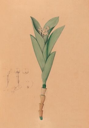 Iconographie des orchidées du Brésil Pl.44