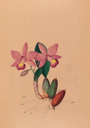 Iconographie des orchidées du Brésil Pl.45