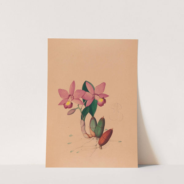 Iconographie des orchidées du Brésil Pl.45 by João Barbosa Rodrigues