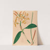 Iconographie des orchidées du Brésil Pl.46 by João Barbosa Rodrigues
