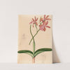 Iconographie des orchidées du Brésil Pl.47 by João Barbosa Rodrigues