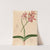 Iconographie des orchidées du Brésil Pl.47 by João Barbosa Rodrigues