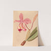 Iconographie des orchidées du Brésil Pl.48 by João Barbosa Rodrigues