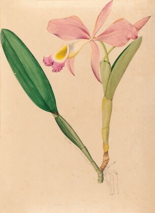 Iconographie des orchidées du Brésil Pl.49