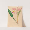 Iconographie des orchidées du Brésil Pl.49 by João Barbosa Rodrigues