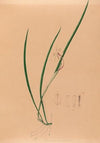 Iconographie des orchidées du Brésil Pl.52