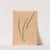 Iconographie des orchidées du Brésil Pl.52 by João Barbosa Rodrigues