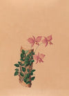 Iconographie des orchidées du Brésil Pl.54
