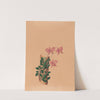 Iconographie des orchidées du Brésil Pl.54 by João Barbosa Rodrigues