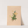Iconographie des orchidées du Brésil Pl.55 by João Barbosa Rodrigues
