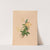 Iconographie des orchidées du Brésil Pl.55 by João Barbosa Rodrigues