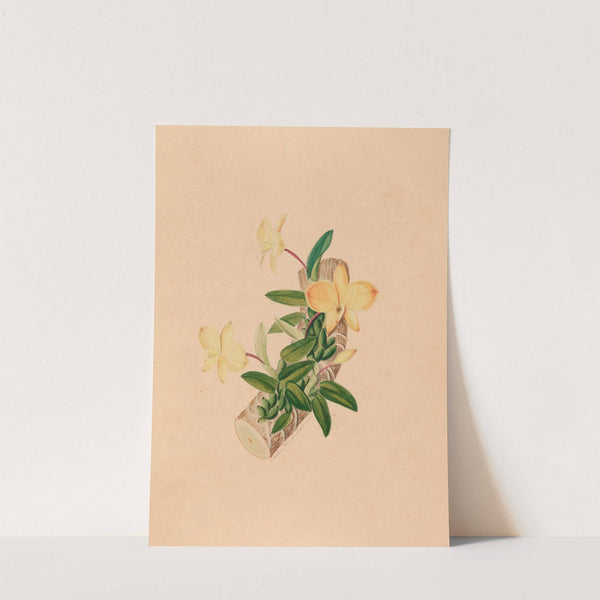 Iconographie des orchidées du Brésil Pl.55 by João Barbosa Rodrigues
