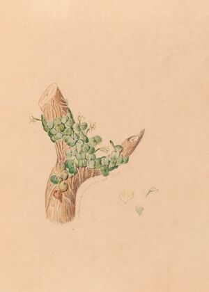 Iconographie des orchidées du Brésil Pl.56