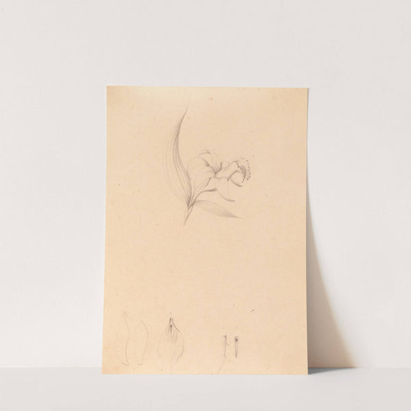 Iconographie des orchidées du Brésil Pl.60 by João Barbosa Rodrigues