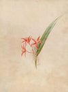 Iconographie des orchidées du Brésil Pl.61