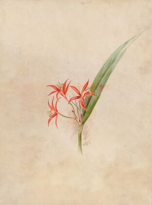 Iconographie des orchidées du Brésil Pl.61