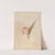 Iconographie des orchidées du Brésil Pl.61 by João Barbosa Rodrigues