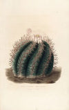 Iconographie descriptive des cactées Pl.01