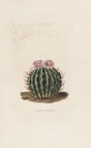 Iconographie descriptive des cactées Pl.03