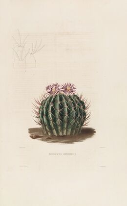 Iconographie descriptive des cactées Pl.03