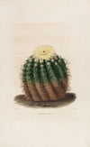 Iconographie descriptive des cactées Pl.04