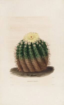 Iconographie descriptive des cactées Pl.04