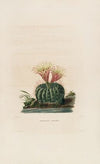 Iconographie descriptive des cactées Pl.05
