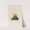 Iconographie descriptive des cactées Pl.05 by Charles Antoine Lemaire
