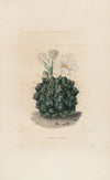 Iconographie descriptive des cactées Pl.06