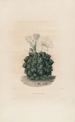 Iconographie descriptive des cactées Pl.06