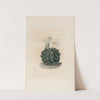 Iconographie descriptive des cactées Pl.06 by Charles Antoine Lemaire