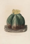 Iconographie descriptive des cactées Pl.07