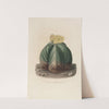 Iconographie descriptive des cactées Pl.07 by Charles Antoine Lemaire