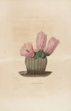 Iconographie descriptive des cactées Pl.08