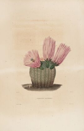 Iconographie descriptive des cactées Pl.08