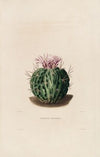 Iconographie descriptive des cactées Pl.09