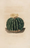 Iconographie descriptive des cactées Pl.10