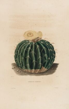 Iconographie descriptive des cactées Pl.10