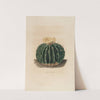 Iconographie descriptive des cactées Pl.10 by Charles Antoine Lemaire