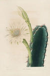 Iconographie descriptive des cactées Pl.11