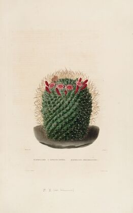 Iconographie descriptive des cactées Pl.12