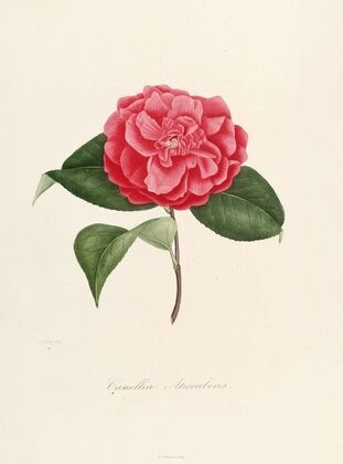 Iconographie du genre Camellia Pl.001