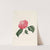 Iconographie du genre Camellia Pl.004 by Lorenzo Berlèse
