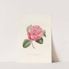 Iconographie du genre Camellia Pl.006 by Lorenzo Berlèse
